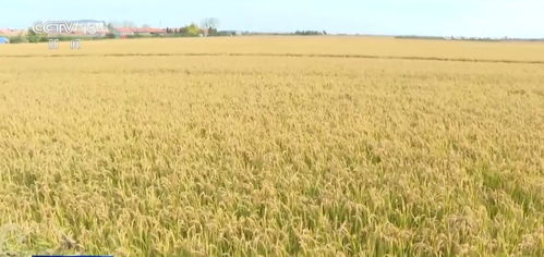 我國農業保險規模躍居全球前列，承保品種突破500個助力農業穩健發展