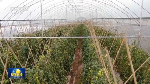 大山深處的牽掛 農產品種植與人民情懷