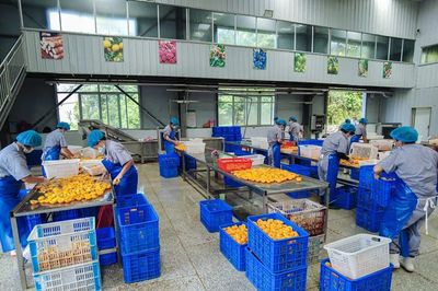 黃桃罐頭變“黃金” 隨縣小林鎮農產品種植的華麗轉身