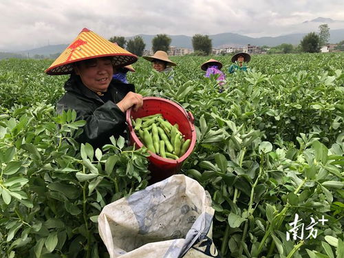 廣東始興 多措并舉穩(wěn)供保產(chǎn)，筑牢省級(jí)“菜籃子”基地縣根基